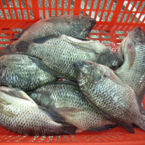 Whole tilapia GS
