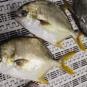 Whole Golden Pomfret