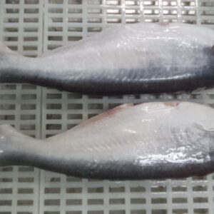 Whole pangasius HGT