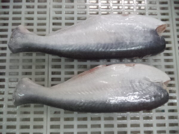 Whole pangasius HGT