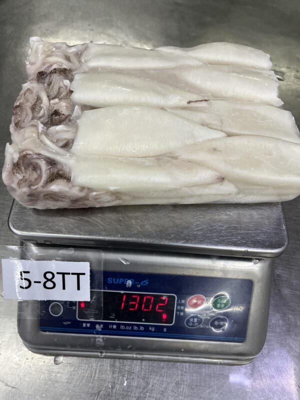 Loligo Squid - Image 2