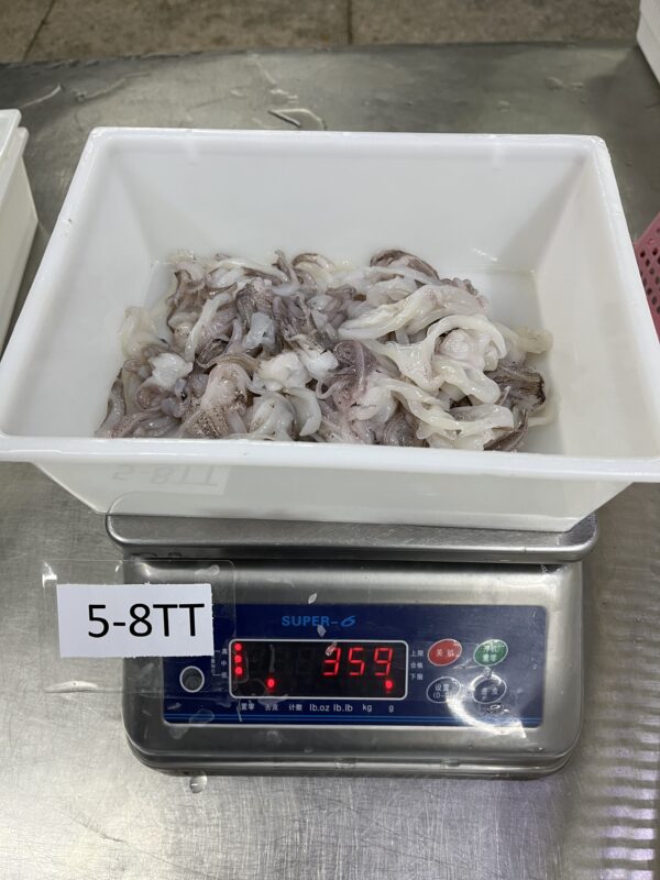 Loligo Squid - Image 3