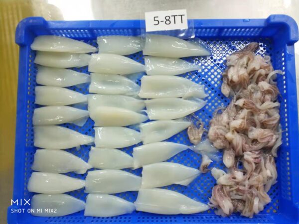 Loligo Squid - Image 5