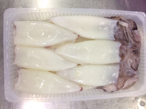 Loligo Squid - Image 6