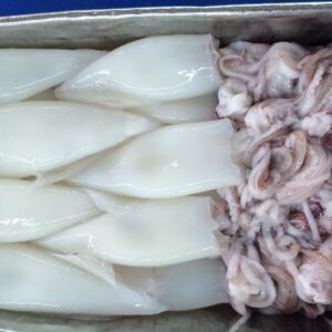 Loligo Squid