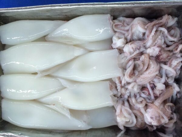 Loligo Squid