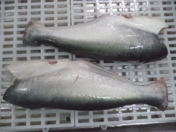 Whole pangasius HGT - Image 2